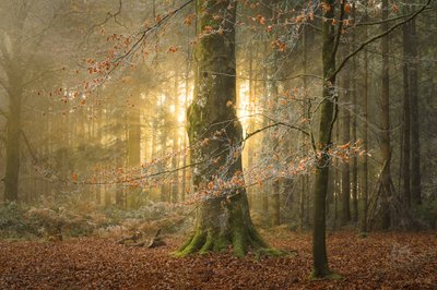  autorstwa Lee Cooper