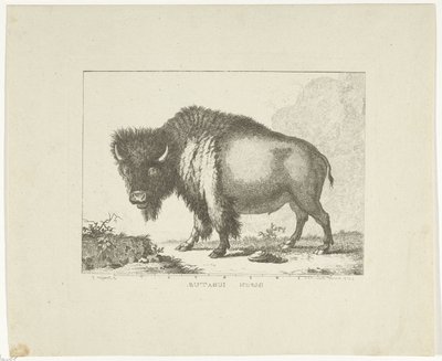 Bizon autorstwa Leendert Brasser