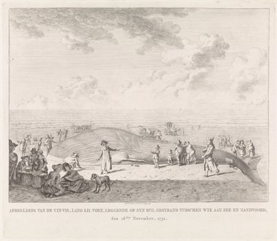 Wieloryb wyrzucony na plażę w Zandvoort Obraz Vin-Vis (...) porzucony między Wyk aan Zee i Zandvoord, 18 listopada 1791 (tytuł na obiekcie) autorstwa Leendert Overbeek