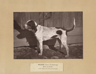 Pilot, Chien de Saintonge, Pakiet Virelade, AM Joseph de Carayon Latour autorstwa Leon Cremiere