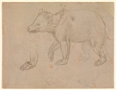 Spacerujący niedźwiedź autorstwa Leonardo da Vinci