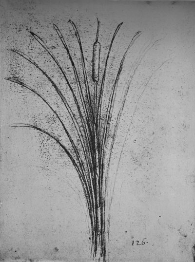 Oczeret, ok. 1480 1945 autorstwa Leonardo da Vinci