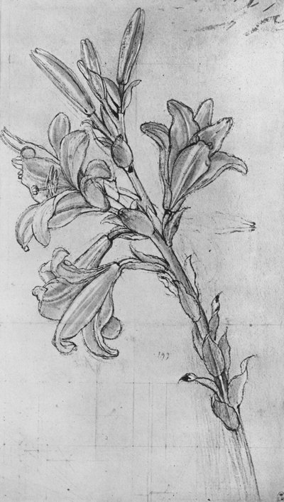 Lilia, ok. 1480 1945 autorstwa Leonardo da Vinci