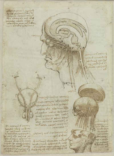 Karta rękopisu z rysunkami anatomicznymi i notatkami, 1506-1508. autorstwa Leonardo da Vinci