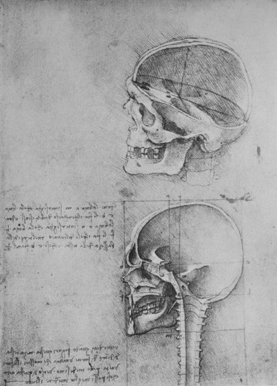 Rysunki anatomiczne dwóch czaszek z profilu po lewej stronie, c1480 1945 autorstwa Leonardo da Vinci