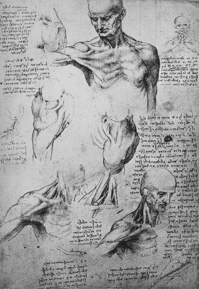 Rysunki anatomiczne szyi i ramion mężczyzny, c1480 1945 autorstwa Leonardo da Vinci