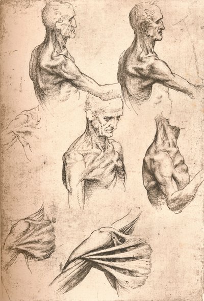 Rysunek anatomiczny, c1472-c1519 1883 autorstwa Leonardo da Vinci