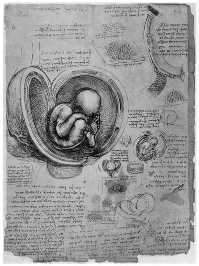 Szkic anatomiczny płodu ludzkiego w łonie matki, c1510 1954 autorstwa Leonardo da Vinci