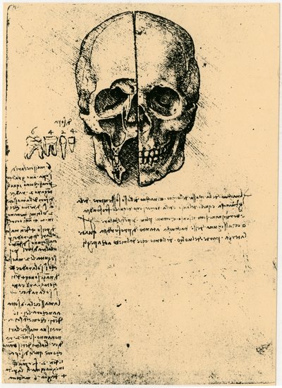 Szkic anatomiczny ludzkiej czaszki, c1472-1519 autorstwa Leonardo da Vinci