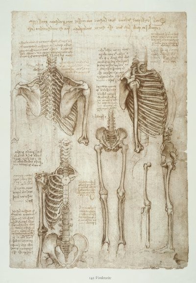 Anatomiastudia autorstwa Leonardo da Vinci