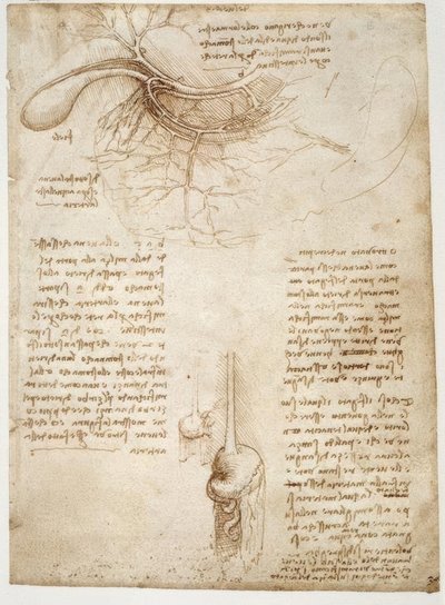 Anatomiastudia autorstwa Leonardo da Vinci