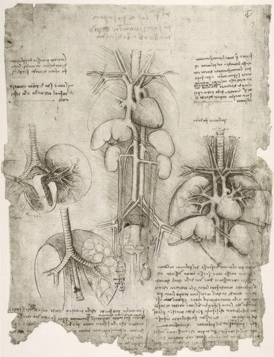 Anatomiastudia autorstwa Leonardo da Vinci