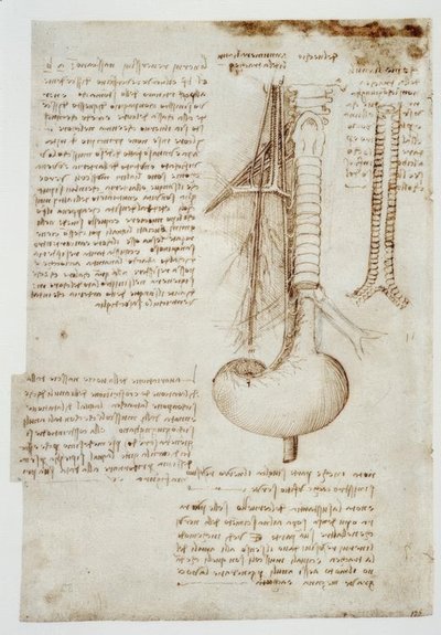 Anatomiastudia autorstwa Leonardo da Vinci