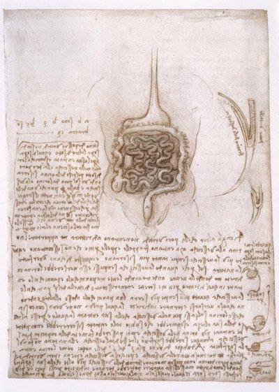 Anatomiastudia autorstwa Leonardo da Vinci