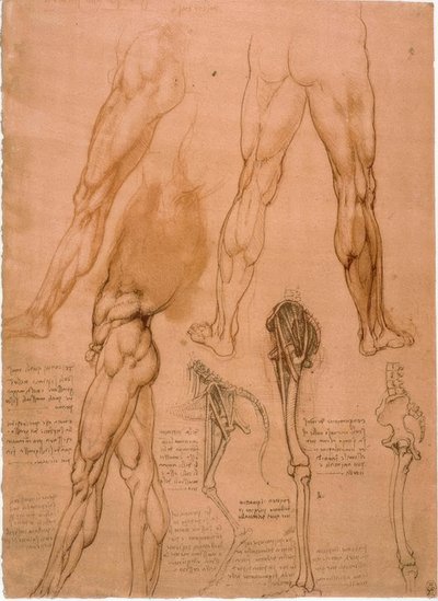 Anatomiastudium: Beinmuskulatur autorstwa Leonardo da Vinci