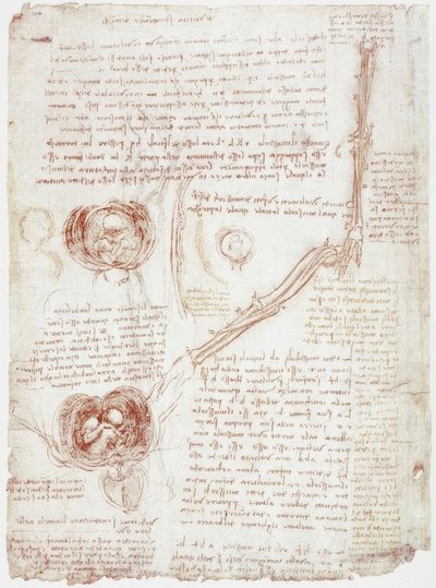 Badania anatomiczne: ruchy w stawie łokciowym / płód in utero autorstwa Leonardo da Vinci
