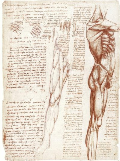Badania anatomii: mięśnie tułowia i nóg autorstwa Leonardo da Vinci
