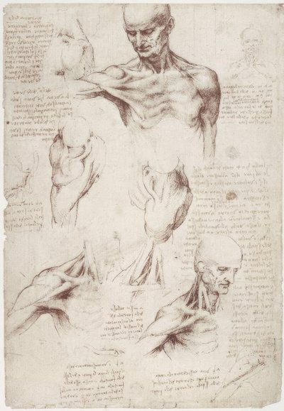 Badania anatomiczne: mięśnie powierzchniowe szyi i barku autorstwa Leonardo da Vinci