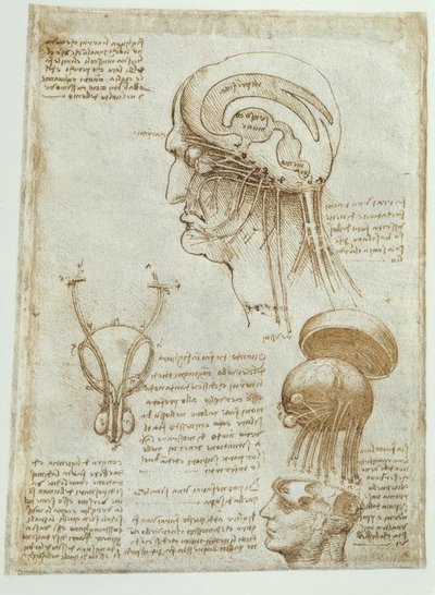Badania anatomiczne: mózg, komory i nerwy czaszkowe / mężczyzna autorstwa Leonardo da Vinci
