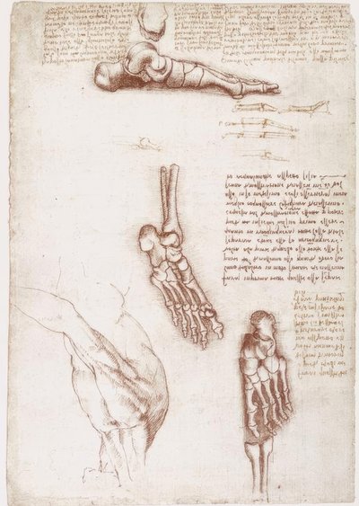 Badania anatomiczne: anatomia powierzchni barku / kości stopy autorstwa Leonardo da Vinci
