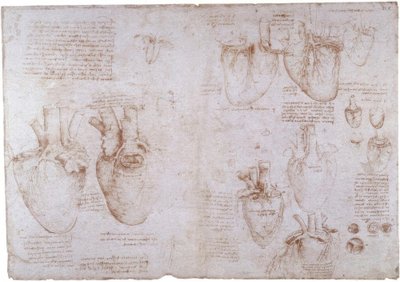 Badania anatomii: żyły powierzchniowe... autorstwa Leonardo da Vinci