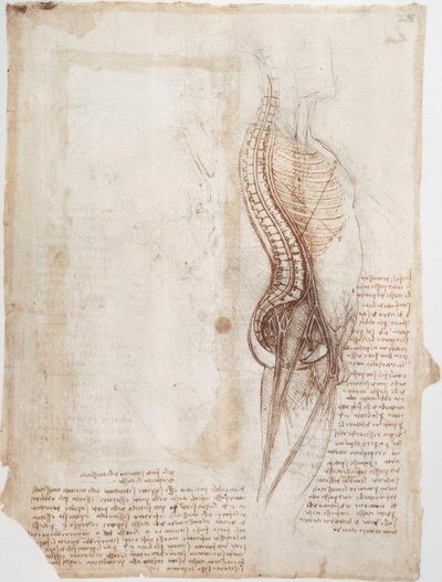 Badania anatomii: kręgosłup ... autorstwa Leonardo da Vinci