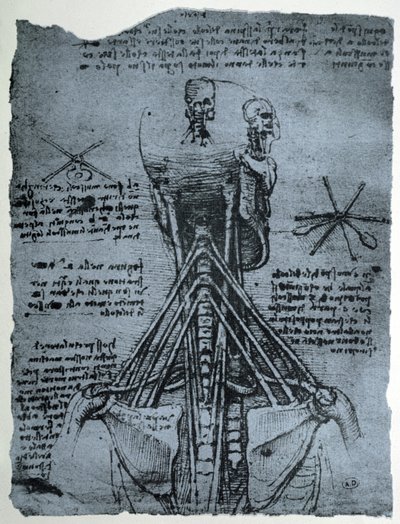 Struktura kostna szyi i ramion człowieka, kopia faksymilowa autorstwa Leonardo da Vinci
