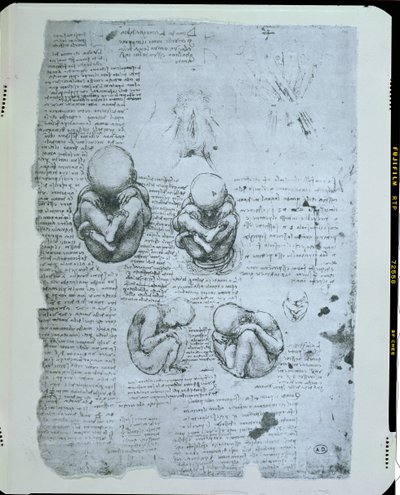 Pięć widoków płodu w łonie matki, kopia faksymile autorstwa Leonardo da Vinci