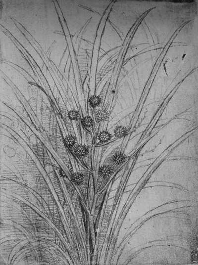 Kwitnące sitowie, ok. 1480 1945 autorstwa Leonardo da Vinci