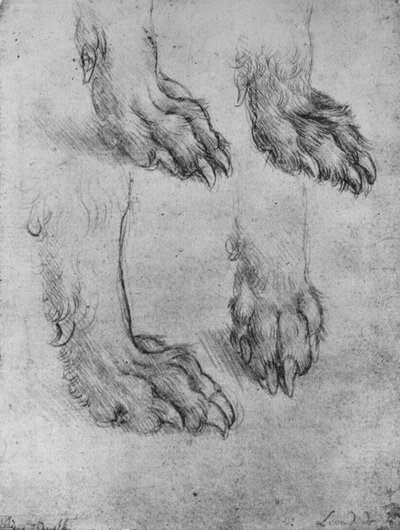 Cztery studia łap psa lub wilka, ok. 1480 1945 r autorstwa Leonardo da Vinci