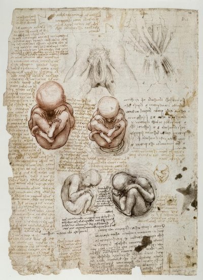 Płód in utero autorstwa Leonardo da Vinci