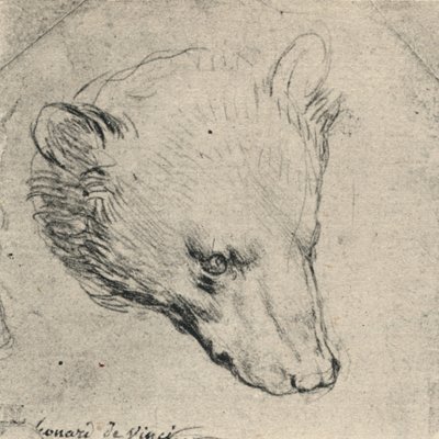 Głowa niedźwiedzia, ok. 1480 1945 autorstwa Leonardo da Vinci