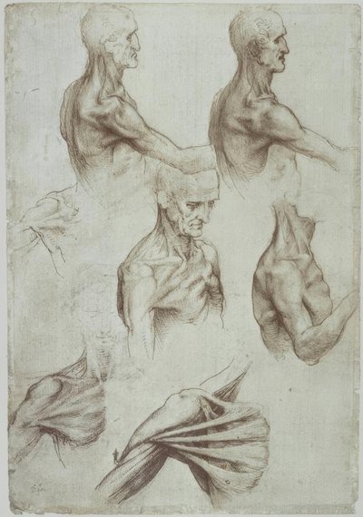 Leonardo / mięśnie szyi i ramion / f. 136v autorstwa Leonardo da Vinci