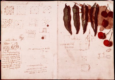 Notatki i szkice botaniki i geometrii. Rysunek na podwójnej stronie rękopisu Leonarda da Vinci (Leonardo da Vinci) (1452-1519) autorstwa Leonardo da Vinci