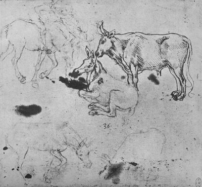 Studia osłów i wołu, ok. 1480 1945 r autorstwa Leonardo da Vinci