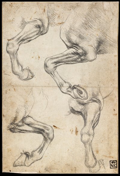 Badania końskiej nogi autorstwa Leonardo da Vinci