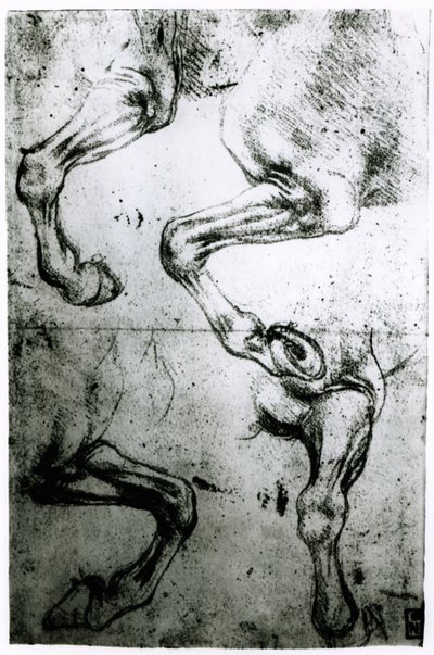 Badania nóg konia (pióro i atrament na papierze) autorstwa Leonardo da Vinci