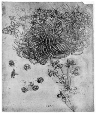 Studium rośliny z Gwiazdą Betlejemską, 1505-1507 1954 autorstwa Leonardo da Vinci