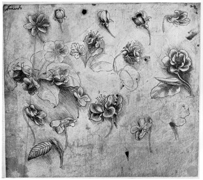 Studium kwiatów, ok. 1481-1483 1954. autorstwa Leonardo da Vinci