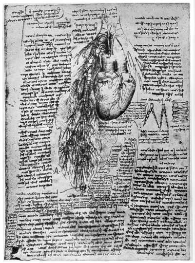 Badanie serca i tętnic oskrzelowych, koniec XV lub początek XVI wieku 1954 autorstwa Leonardo da Vinci