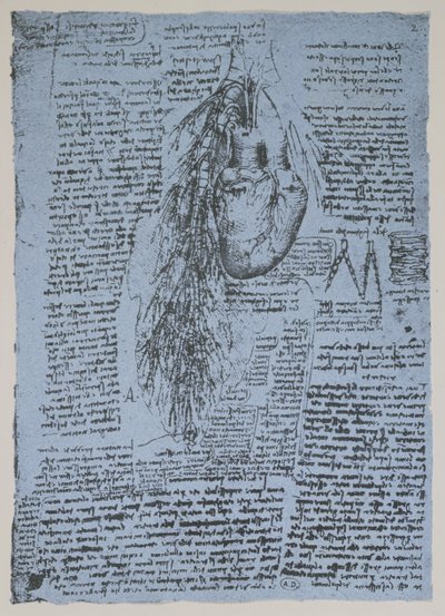 Serce i tętnice oskrzelowe, faksymile książki Windsora (pióro i tusz na papierze) autorstwa Leonardo da Vinci