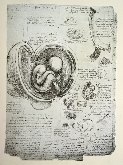 Płód ludzki w łonie matki, kopia faksymile autorstwa Leonardo da Vinci