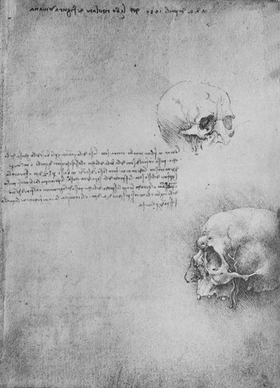 Dwa rysunki struktury kostnej głowy, ok. 1480 1945 autorstwa Leonardo da Vinci