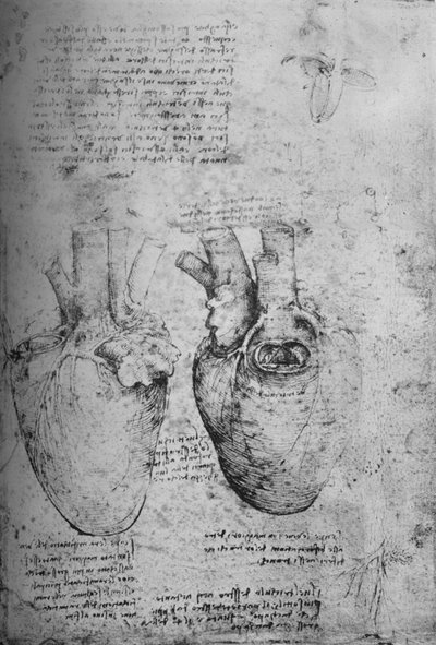 Dwa rysunki serca, ok. 1480 1945 autorstwa Leonardo da Vinci