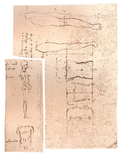Dwa rysunki ilustrujące teorię proporcji postaci ludzkiej, c1472-c1519 1883 autorstwa Leonardo da Vinci