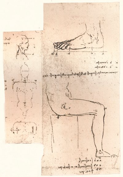 Dwa rysunki ilustrujące teorię proporcji postaci ludzkiej, c1472-c1519 1883 autorstwa Leonardo da Vinci