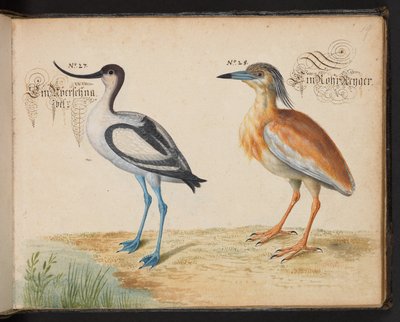 Dodaj 6485 f.19 Avocet i Squacco Heron autorstwa Leonhard Baldner
