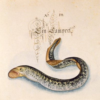 Dodaj 6485 f.50 Minóg morski autorstwa Leonhard Baldner