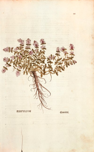 Breckland lub Dziki Tymianek (Thymus serpyllum) Leonharta Fuchsa z De historia stirpium commentarii insignes (Notable Comments on the History of Plants) barwny grawerunek autorstwa Leonhard Fuchs