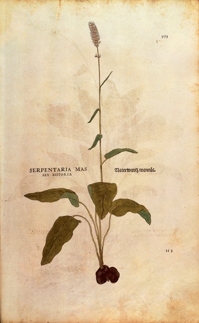 Bistort zwyczajny - Persicaria bistorta lub Bistorta polygonum (Serpentaria mas seu bistorta) autorstwa Leonharta Fuchsa z kolorowego grawerunku De historia stirpium commentarii insignes (Wybitne komentarze do historii roślin) autorstwa Leonhard Fuchs